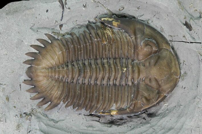 Greenops Trilobite - Arkona, Ontario #164404